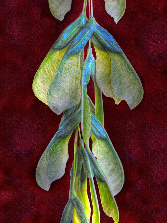 Nature Photograph - Maple Seeds by Tom Mc Nemar