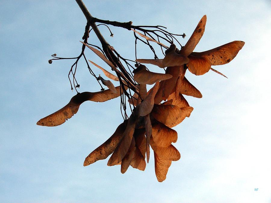 Fall Photograph - Maple Seeds by Will Borden