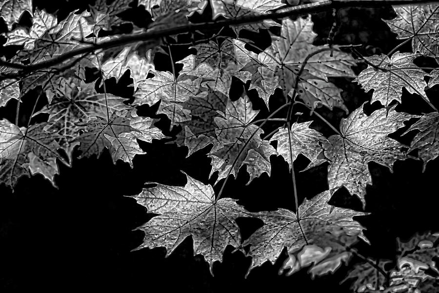 Maple Silver Grey Photograph by Luc St-Amour - Fine Art America