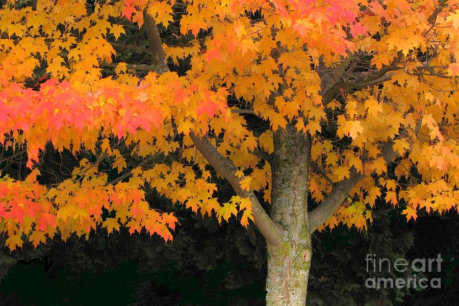 Nature Photograph - Maple standout by Frank Townsley