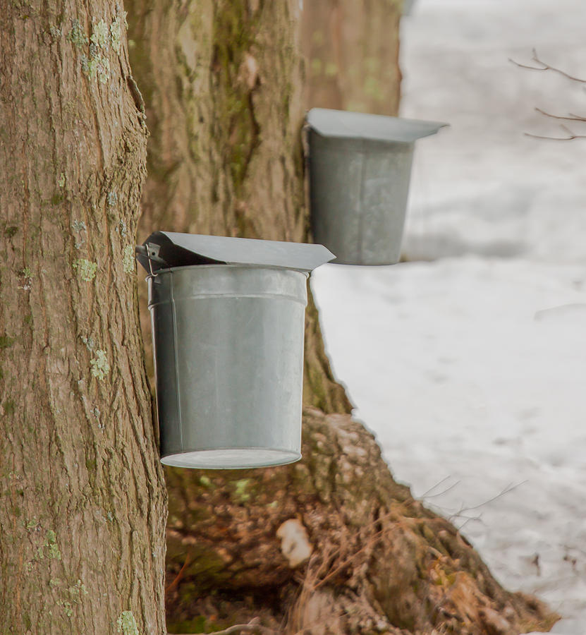 Maple Sugar Buckets Photograph by Brian MacLean