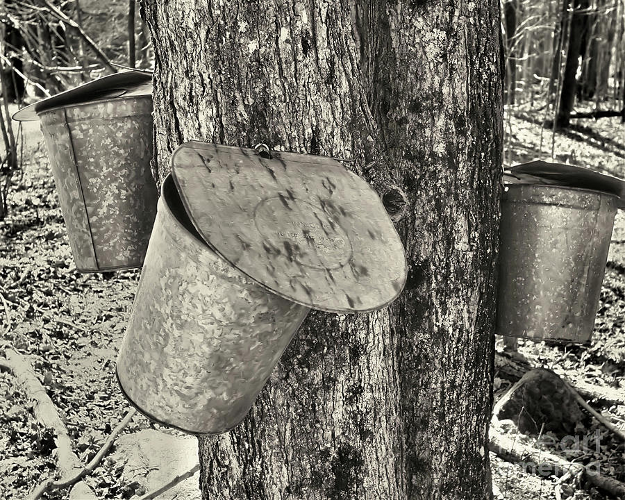 Maple Syrup Sugar Time In Black And White Photograph by Smilin Eyes Treasures