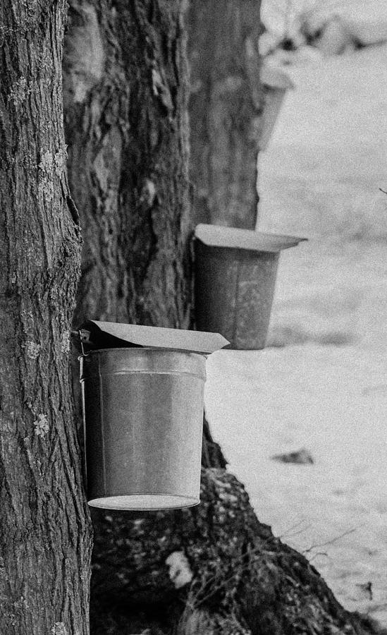 Maple Sugaring Days Photograph by Brian MacLean
