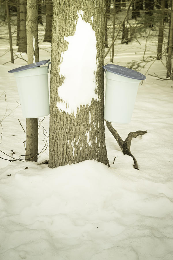 Maple Syrup Month Photograph by Nick Mares
