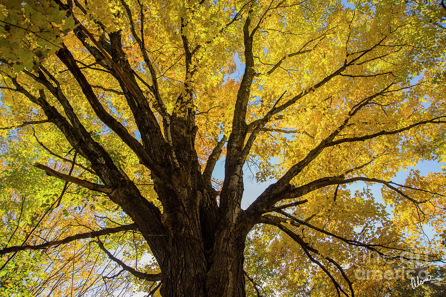 Maple Tree Photograph