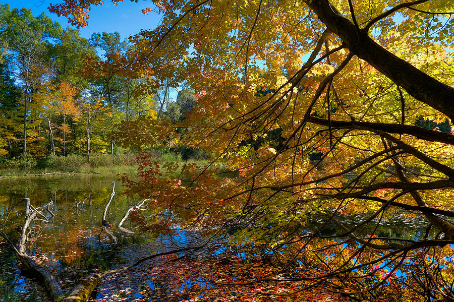 Fall Photograph - Maple Tree at swamps edge by Gunther Schabestiel