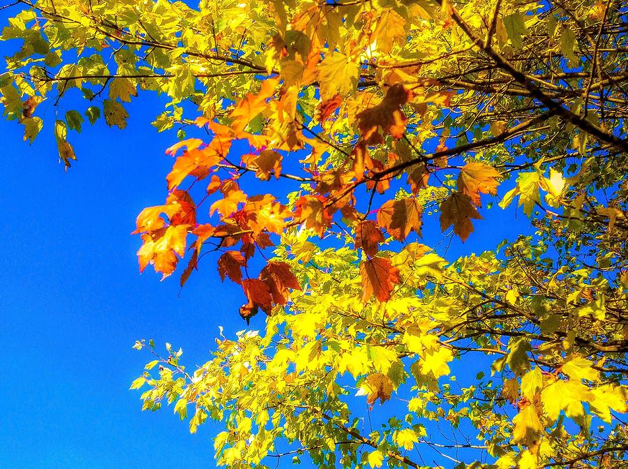 Maple Tree Branches In Autumn Photograph by Debra Lynch