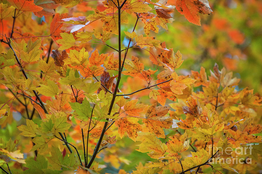 Maple Tree Fall Color Foliage Photograph by Dale Powell