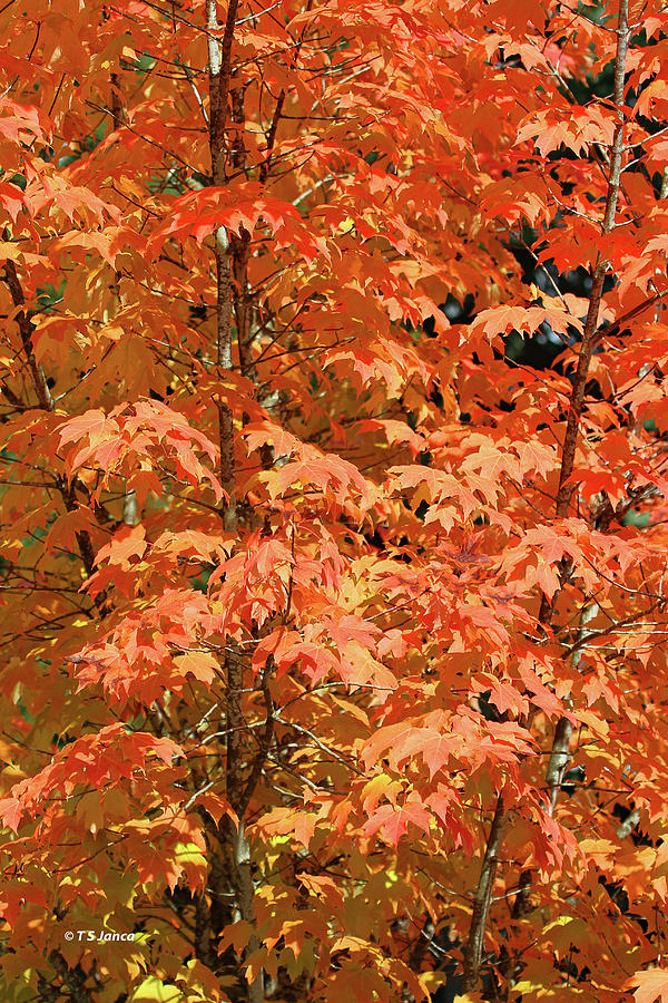 Maple Tree Fall Color Digital Art by Tom Janca