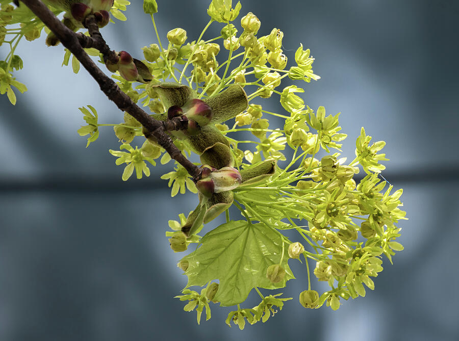 Maple Tree Flowers 2 - Photograph by Julie Weber