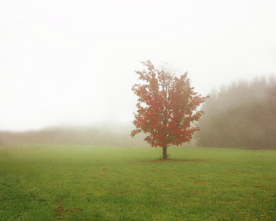 Maple Tree in Fog with Fall Colors  Photograph by Brooke T Ryan