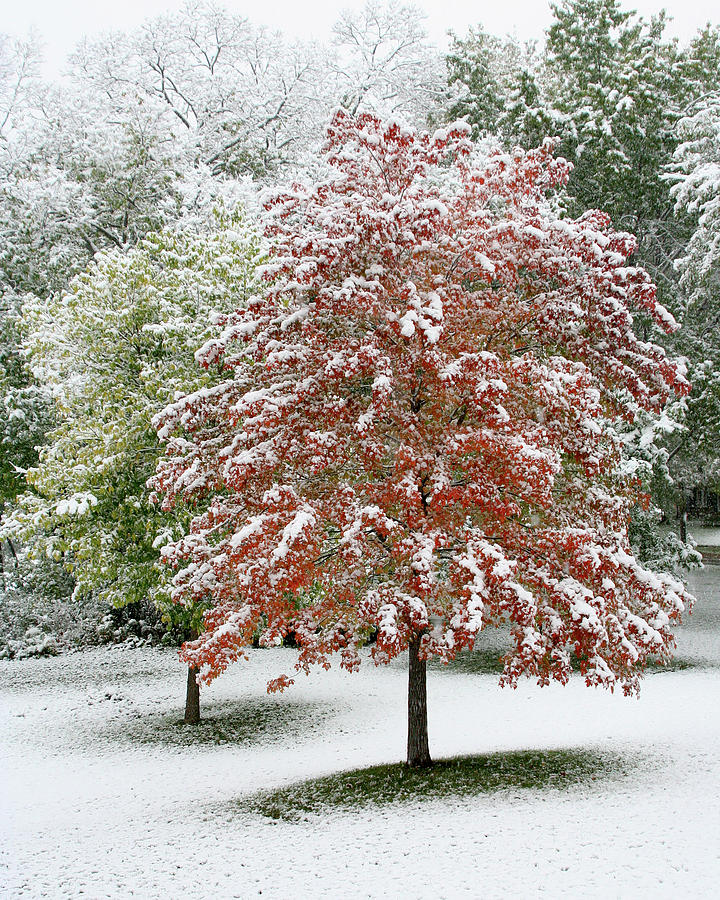 Maple Tree in the First Snow Photograph by Hermes Fine Art