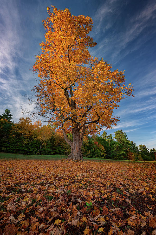 Fall Photograph - Maple Tree in Vaughan Woods by Rick Berk