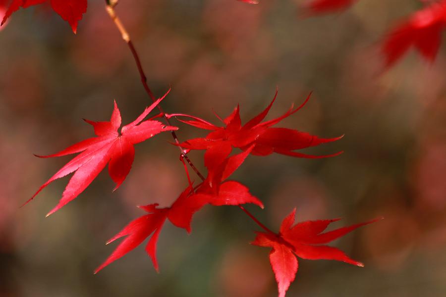 Maple Tree Leaves II Photograph by Carol Montoya