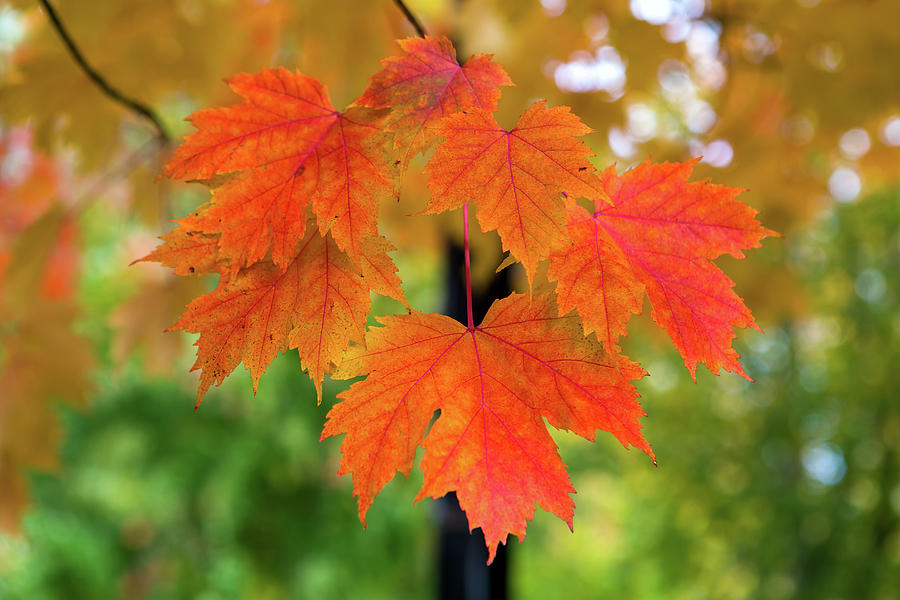 Maple Tree Leaves in Fall Color Closeup Photograph by David Gn