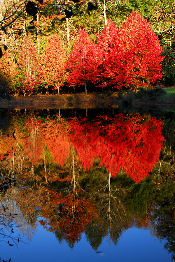 Maple Tree Mirror Photograph by Alan Lenk