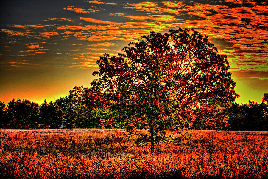 Maple Tree on an Illinois Priaire Early Autumn Photograph by Roger Passman