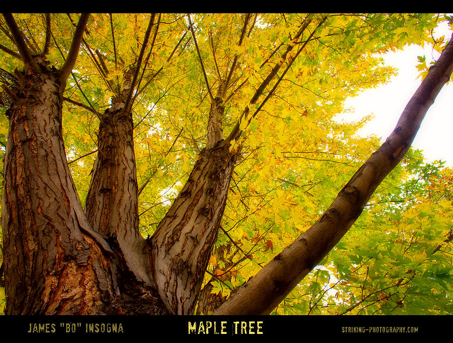 Fall Photograph - Maple Tree Poster by James BO Insogna