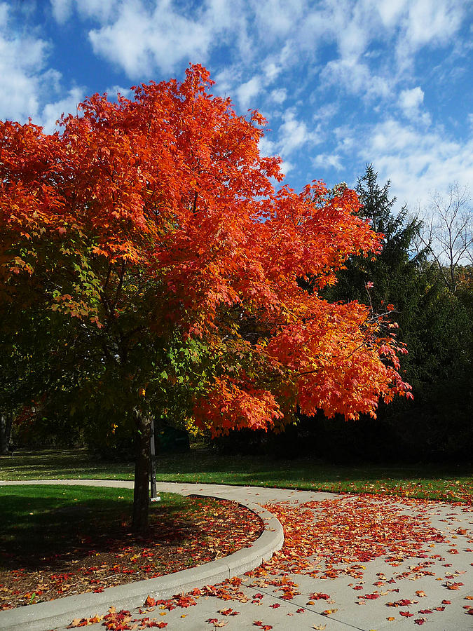 Maple Tree Photograph By Robert Amman - Fine Art America