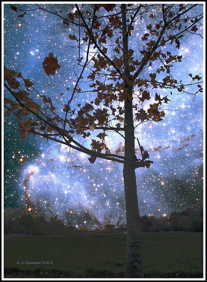 Maple Tree Silhouette Against a Starry Sky Digital Art by A Macarthur Gurmankin