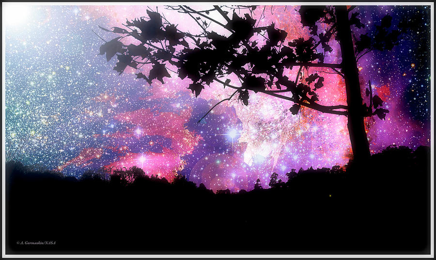 Maple Tree Silhouette, Starry Night Digital Art by A Macarthur Gurmankin