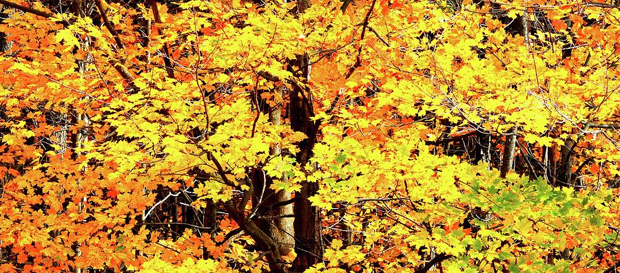 Maple Tree With Yellow Leaves Four  Digital Art by Lyle Crump