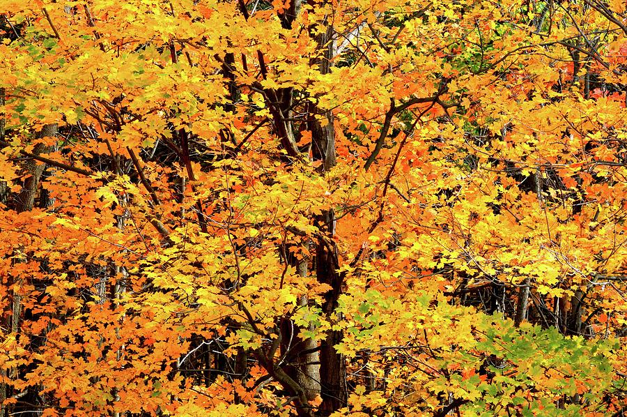 Maple Tree With Yellow Leaves  Digital Art by Lyle Crump