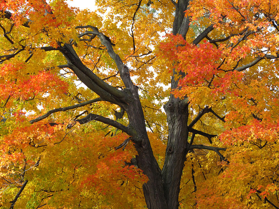 Maple Trees  Photograph by Lyle Crump