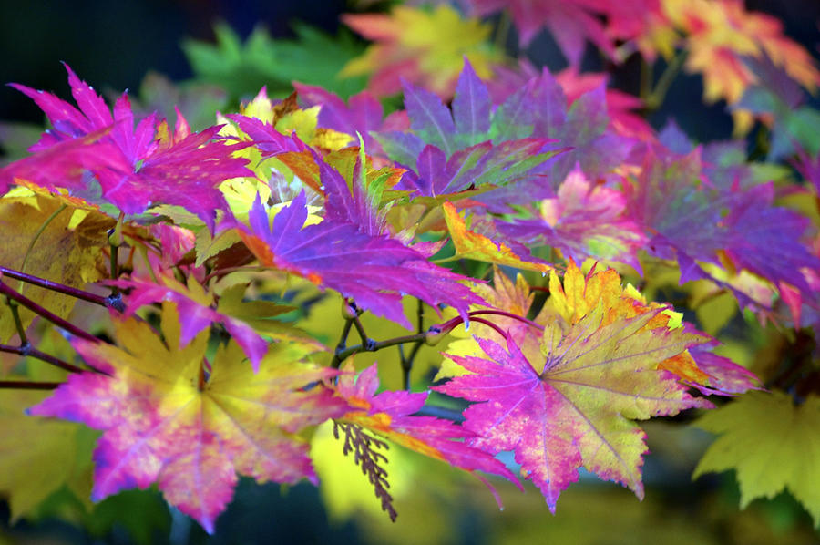 Nature Photograph - Maple Vibrance by Emerita Wheeling