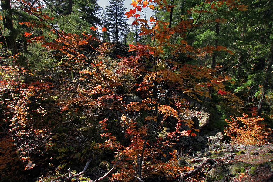 Maple Vine in Fall Season Photograph by David Gn