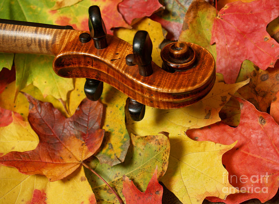 Music Photograph - Maple Violin Scroll on Fall Maple Leaves by Anna Lisa Yoder