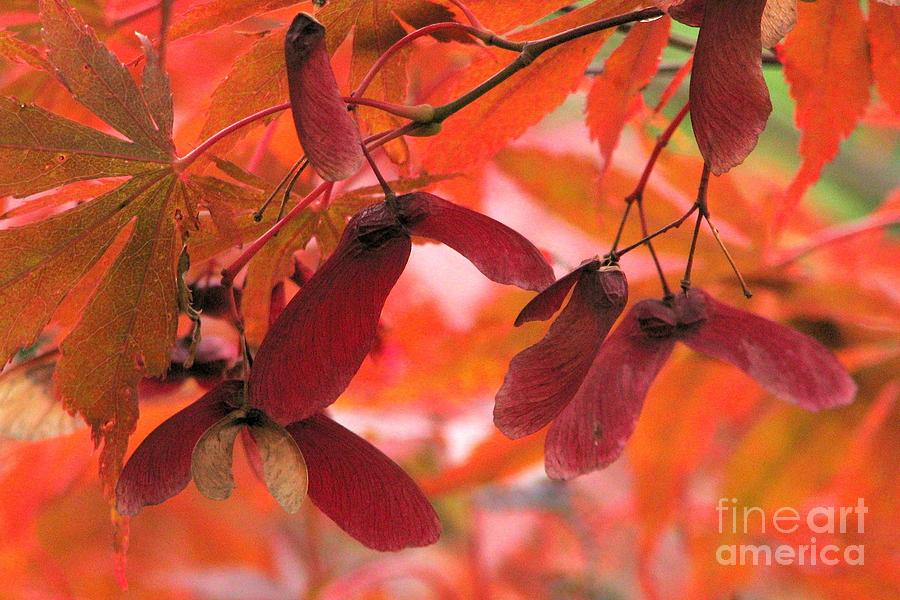 Nature Photograph - Maple wings by Frank Townsley