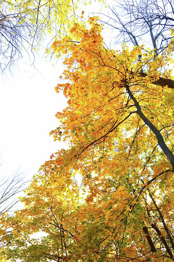 Maples Above  Photograph by Lyle Crump