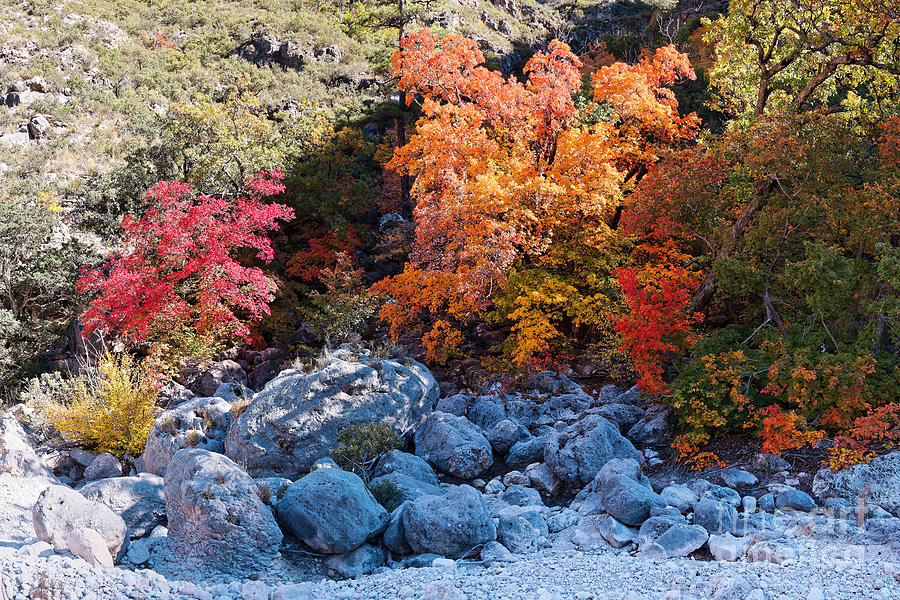 Maples and Boulders in a Play of Lights and Shadows - McKittrick Canyon Guadalupe Mountains Photograph by Silvio Ligutti
