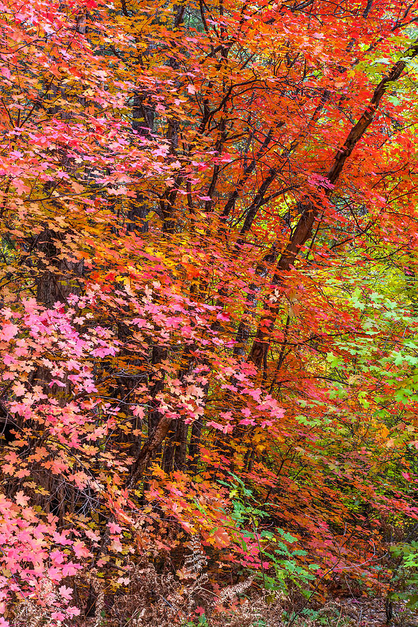 Fall Photograph - Maples In Pink by Jason Keefe