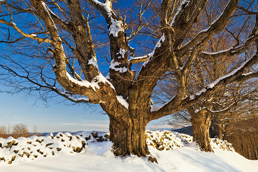 Maples In Winter Photograph by Alan L Graham