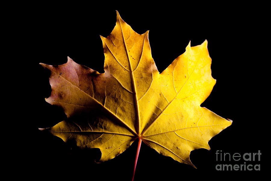 Mapple Autumn leave Photograph by Raimond Klavins