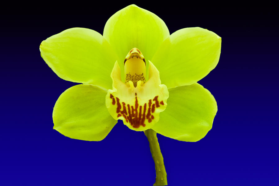 Orchid Photograph - Mapplethorpe Flower by Matthew Bamberg