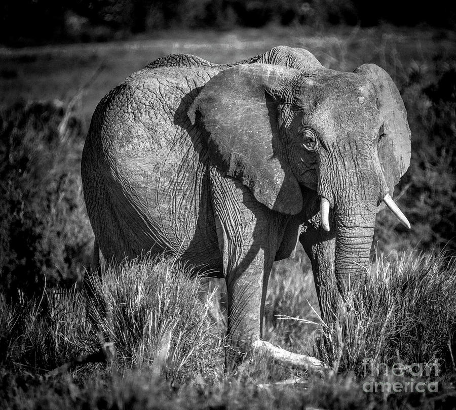 Mara Elephant Photograph by Karen Lewis