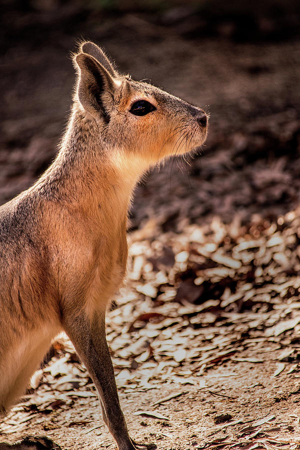 Mara Profile Photograph by Don Johnson