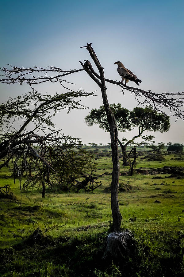 Mara Watchmen Photograph by Bryan Moore