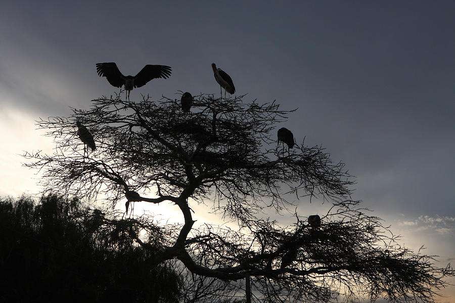 Marabou Stork Come Home To Roost Photograph by Aidan Moran