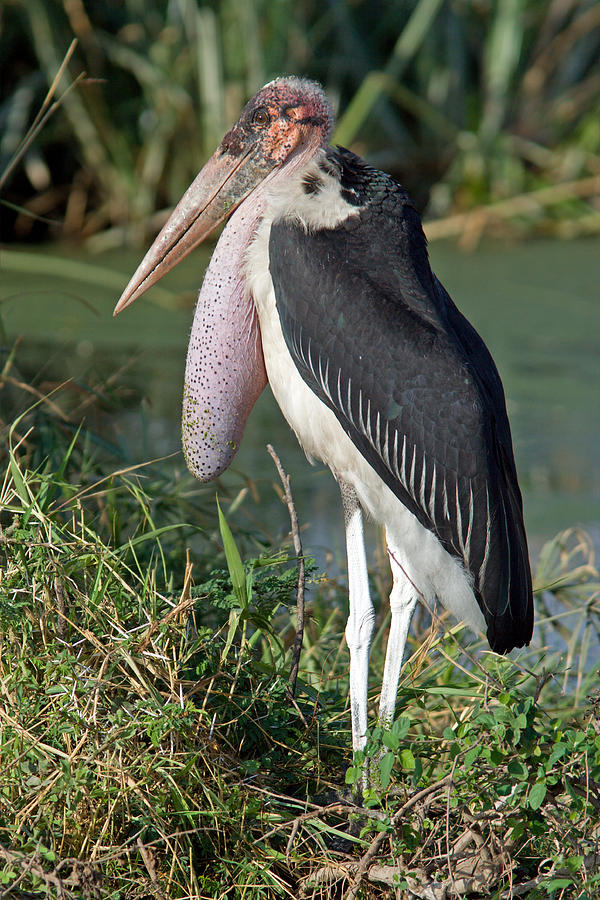 Marabou Stork Photograph by Aivar Mikko