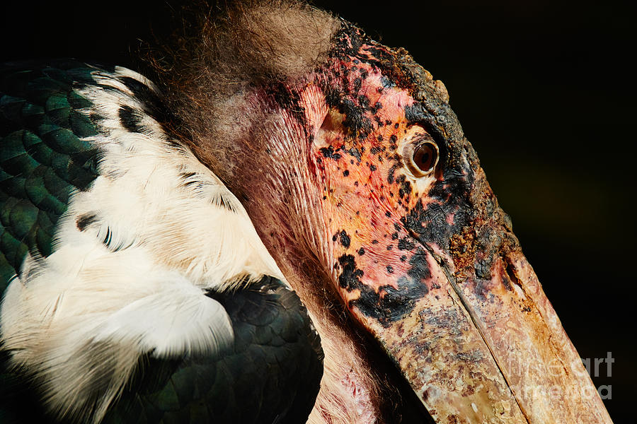 Marabou stork closeup against a dark background Photograph by Nick  Biemans