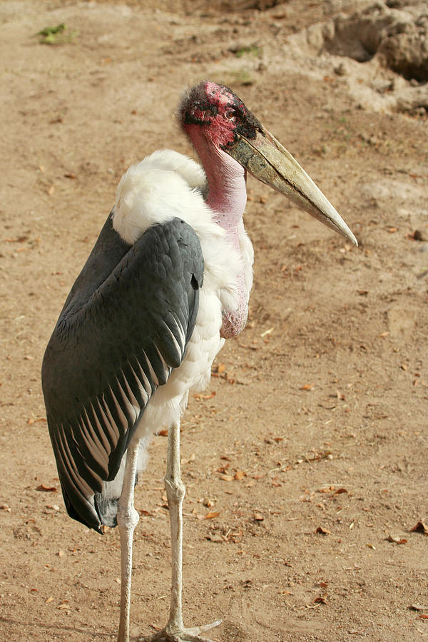 Marabou Stork Photograph