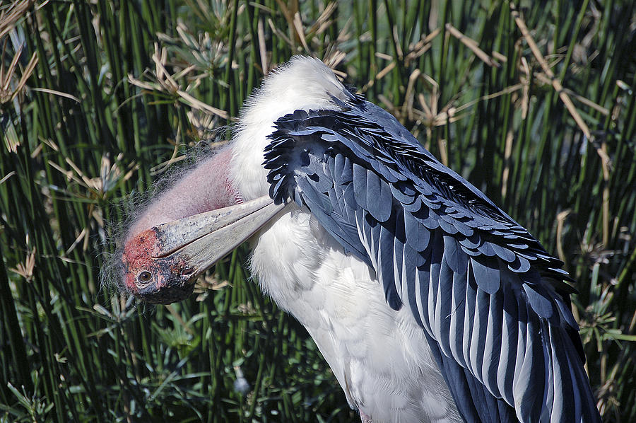 Marabou Stork Photograph by Donna Proctor
