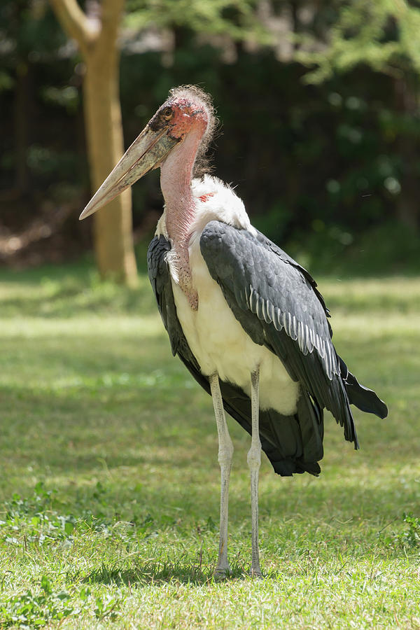 Marabou stork on grass with wings folded Photograph by Ndp - Fine Art ...