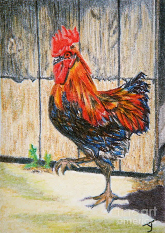 Maran Rooster ACEO Drawing by Yvonne Johnstone