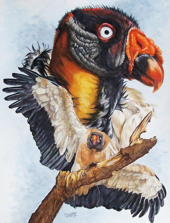 Vulture Mixed Media - Marauder by Barbara Keith