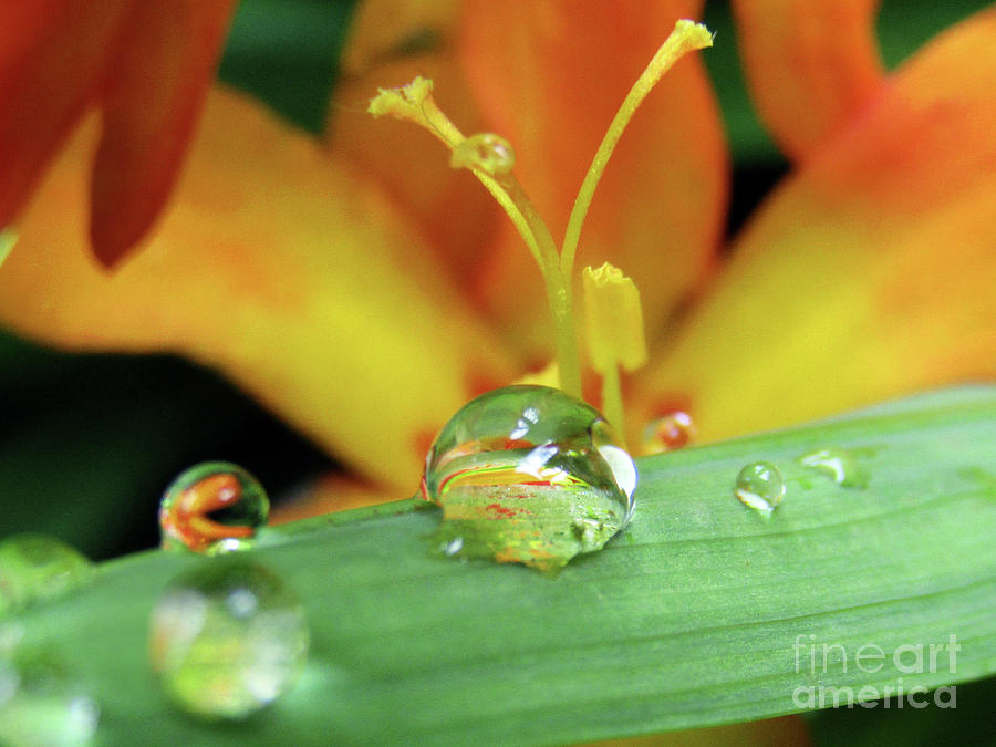 Marble Drops Photograph by Kim Tran